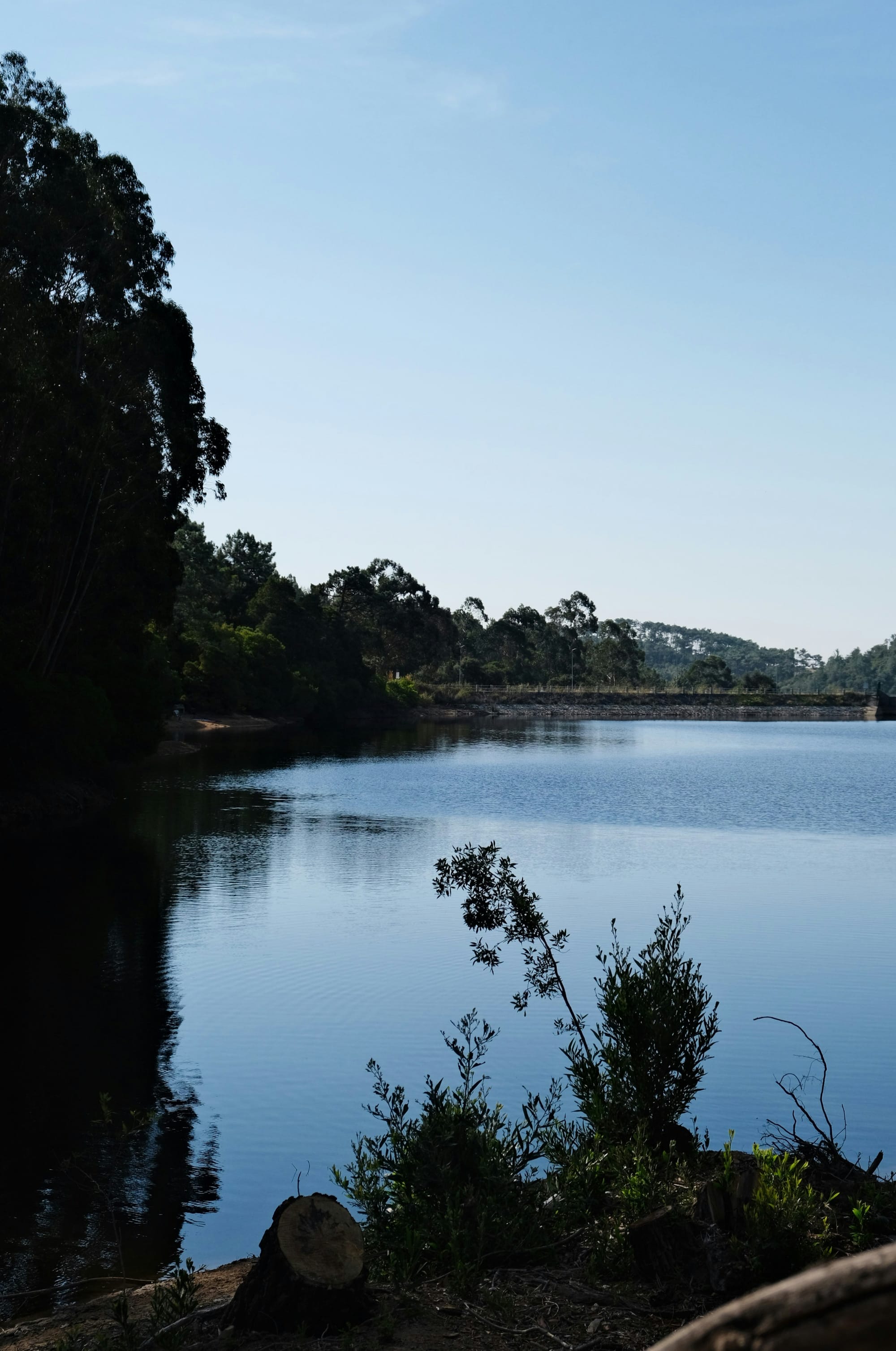 A view across a small lake with shrubs and trees surrounding it